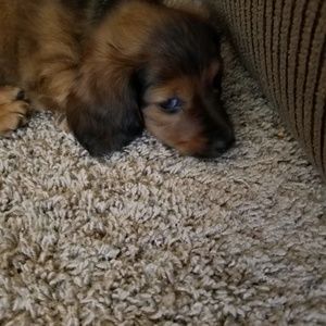 Meet your Posher, Rachael